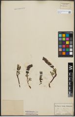 Foto von Salix arctica Pall.